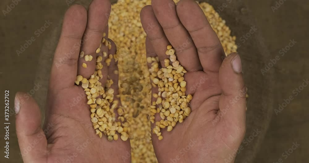 Farmer holds in his palms a grain of peas, falling grain into a bag. Farmer holds in his palms a grain of peas, falling grain into a bag.