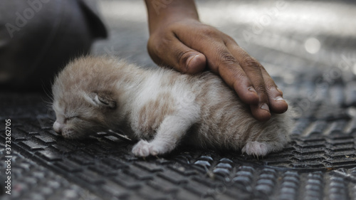 A beautyful kitten in a boys hand.