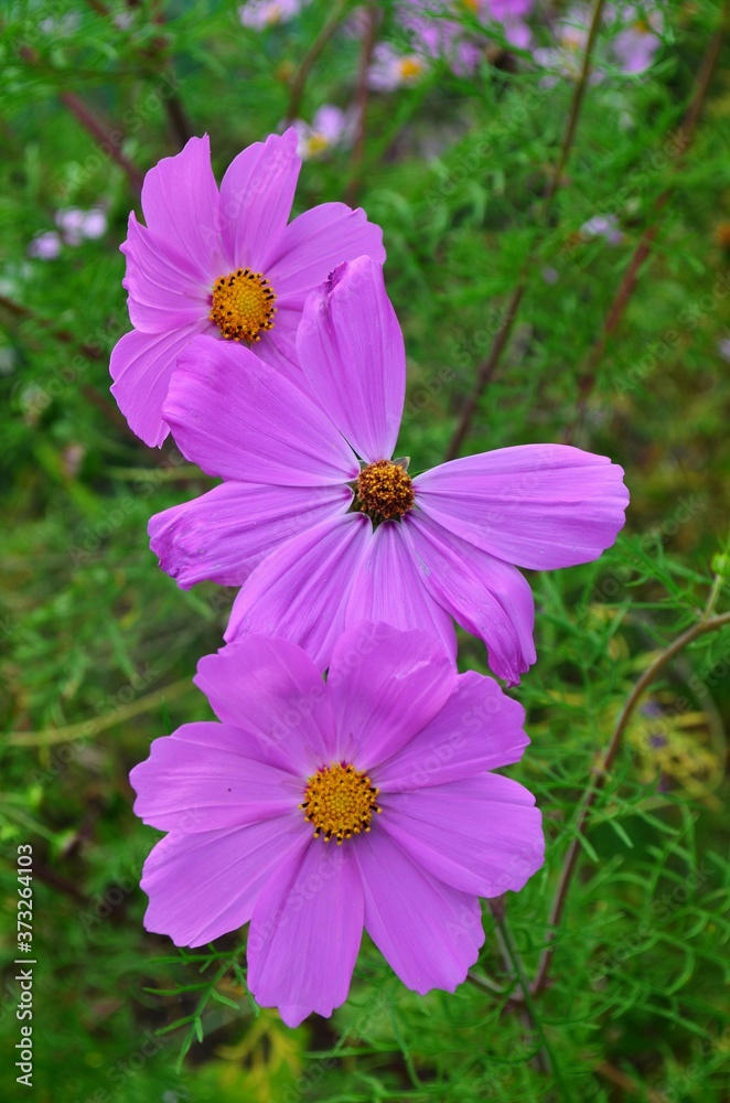 Beautiful cosmos flowers in a garden, white and pink cosmos. Summer garden flowers Beautiful cosmos flowers in a garden, white and pink cosmos. Summer garden flowers