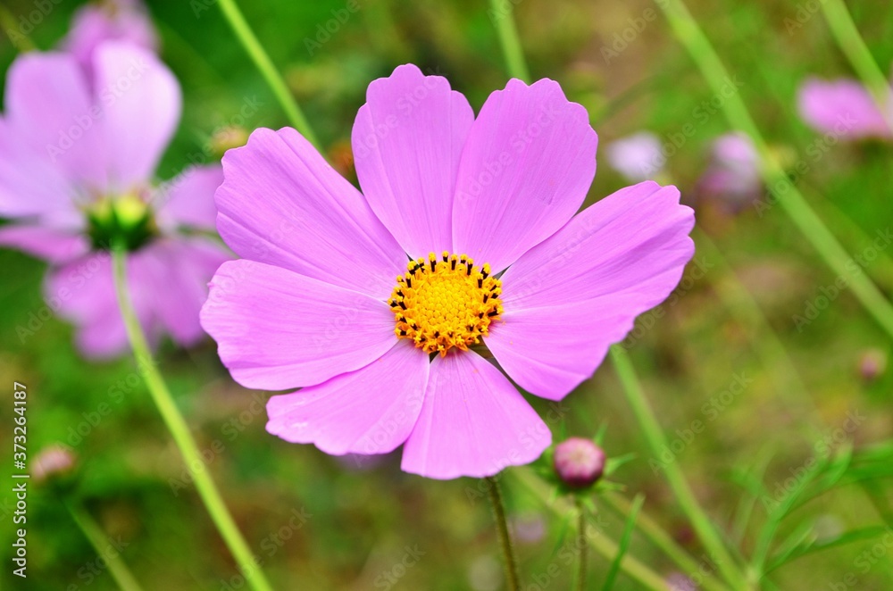 Beautiful cosmos flowers in a garden, white and pink cosmos. Summer garden flowers Beautiful cosmos flowers in a garden, white and pink cosmos. Summer garden flowers