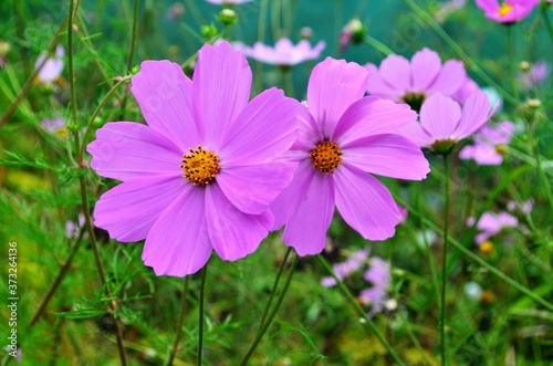 Beautiful cosmos flowers in a garden, white and pink cosmos. Summer garden flowers