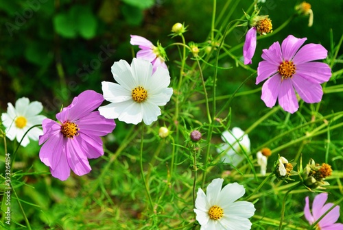 Beautiful cosmos flowers in a garden  white and pink cosmos. Summer garden flowers