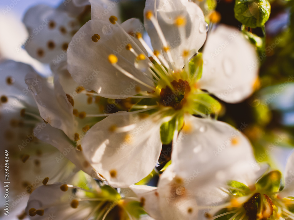 Closeup of blossom Closeup of blossom