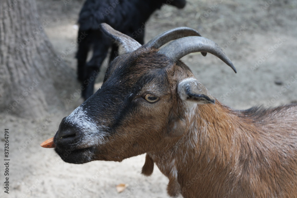 portrait of a goat