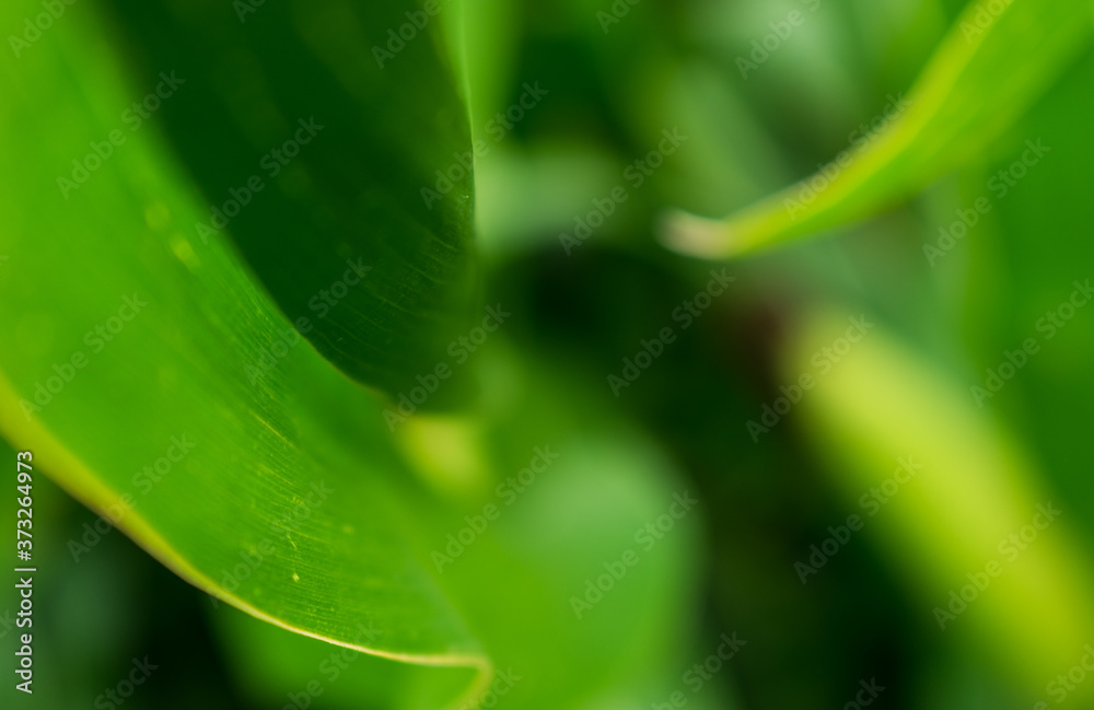leaves lines with green background leaves lines with green background