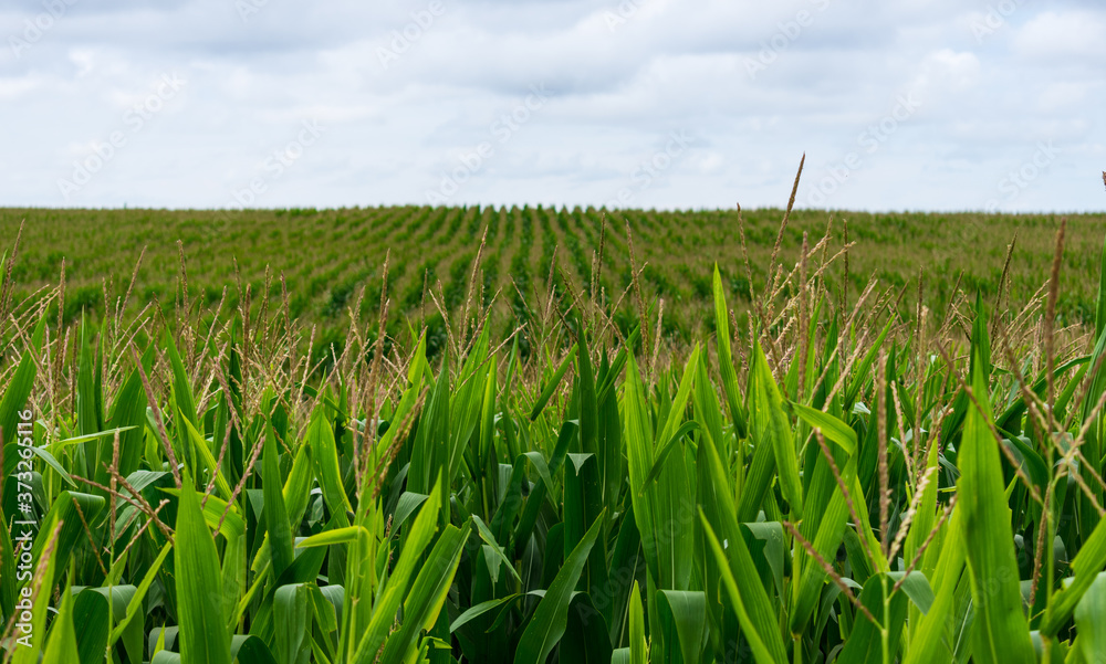 Corn cultivated on the farm Corn cultivated on the farm