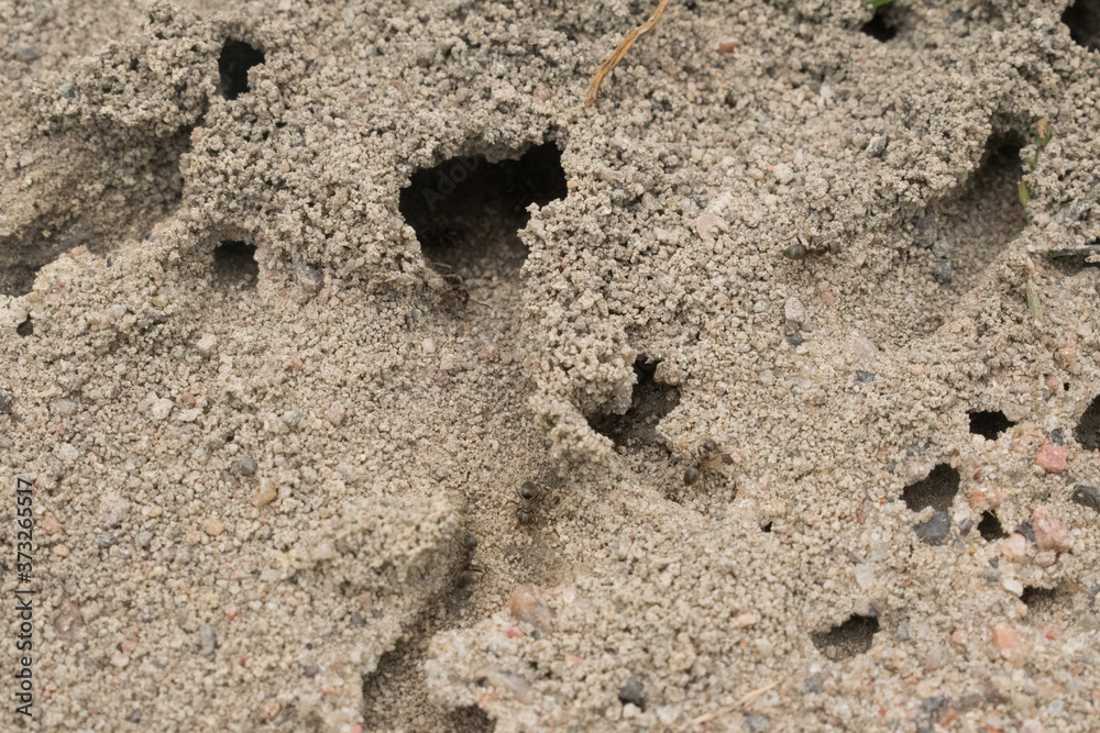 Burrows of ants in the sand. Entrances and exits from the anthill. Burrows of ants in the sand. Entrances and exits from the anthill.