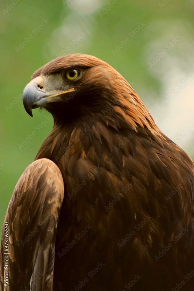 Steinadler Steinadler
