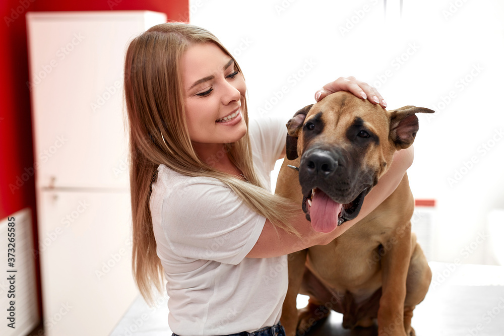 portrait of attractive girl with lovely pet dog in vet clinic. caucasian happy woman hugging his friendly mastiff dog portrait of attractive girl with lovely pet dog in vet clinic. caucasian happy woman hugging his friendly mastiff dog