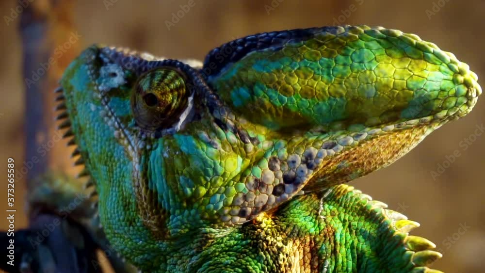 funny portrait Veiled Chameleon close-up. funny portrait Veiled Chameleon close-up.