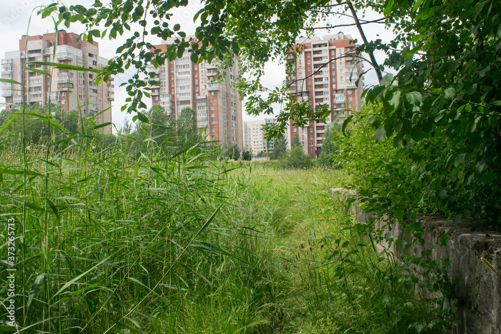 A gap in the forest, you can see the city. Exit from the forest to the houses, low-hanging tree branches.