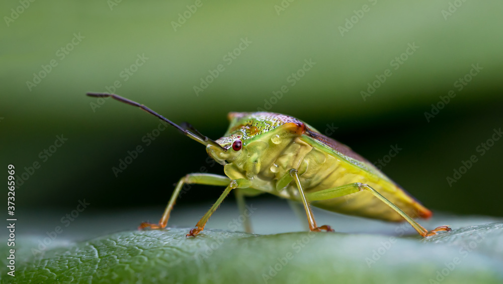 Macro side view of a hawthorn shield bug sitting on a green leaf Macro side view of a hawthorn shield bug sitting on a green leaf