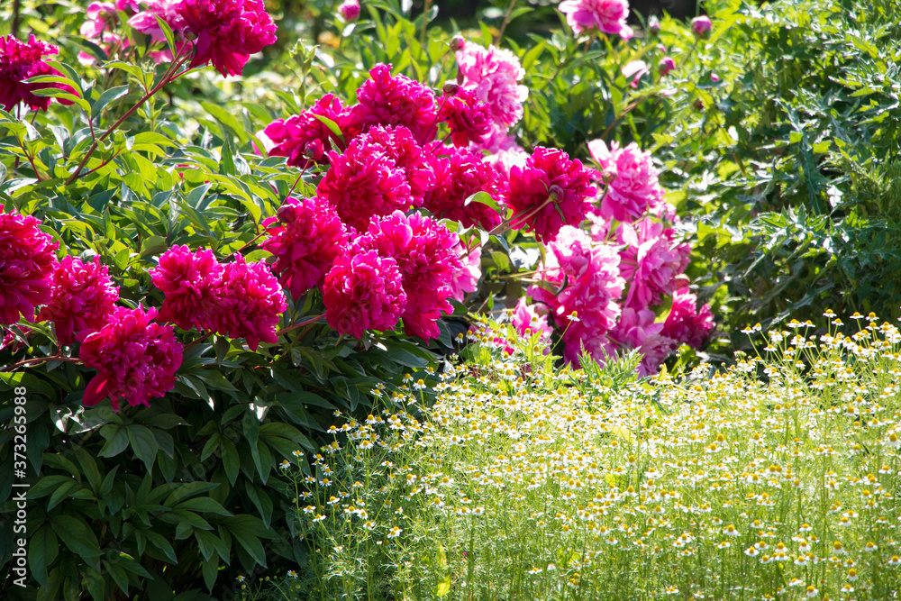 Big bush of pink peonies on a background of nature. Wonderful flower bed.