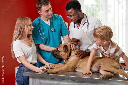 Fototapeta Naklejka Na Ścianę i Meble -  cute dog is being examined by confident male veterinarian, his handsome friendly guardian is near. health care concept