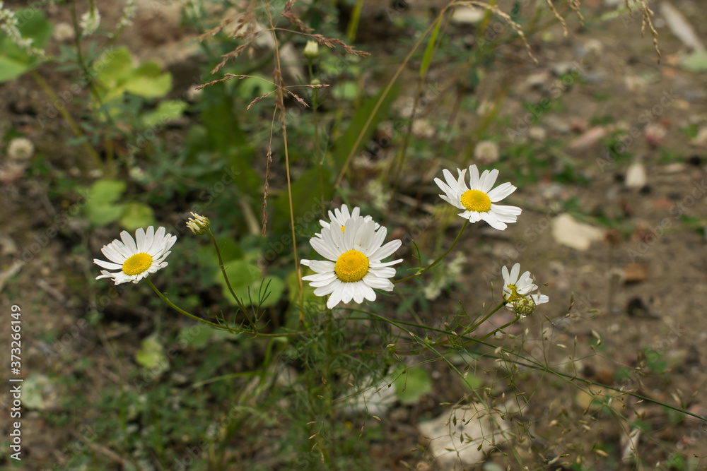 Wild daisies grow in the forest, in the evening Wild daisies grow in the forest, in the evening