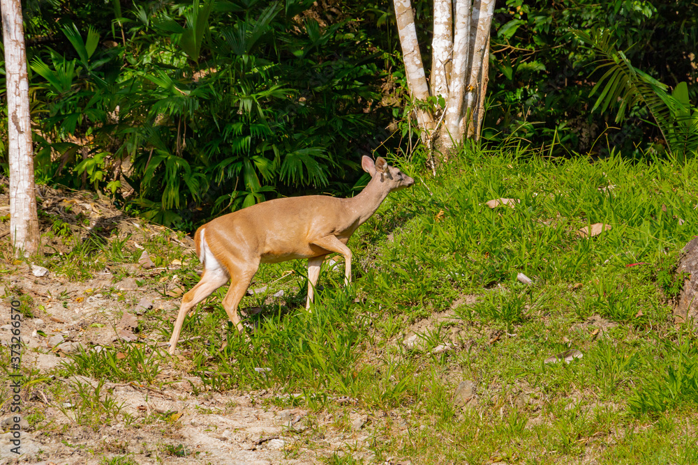 White tailed deer in the jungle of costa rica White tailed deer in the jungle of costa rica