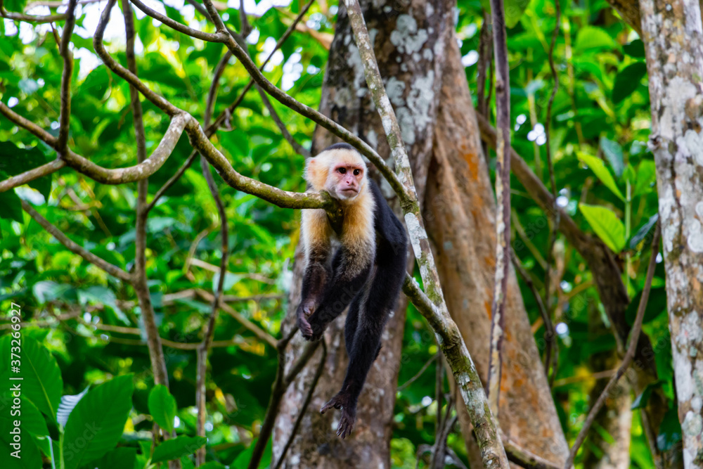 cute little capuchin monkey is hanging around in costa rica cute little capuchin monkey is hanging around in costa rica