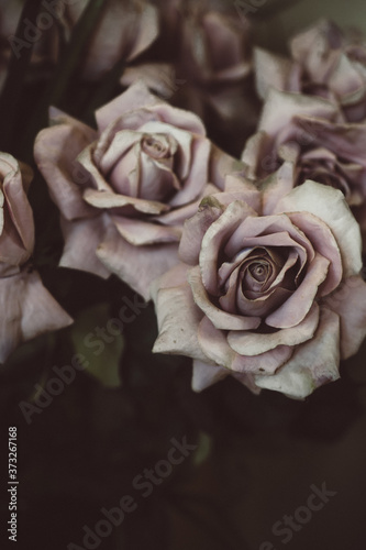 dried roses closeup for background