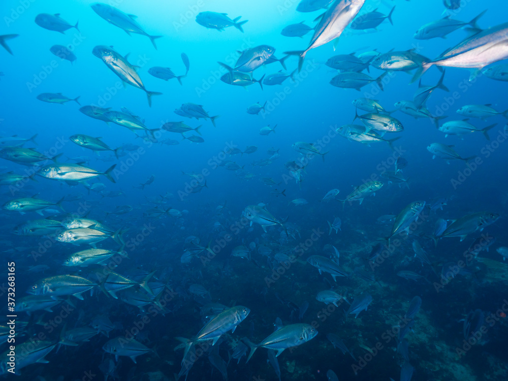 School of Bigeye trevally (Mergui, Myanmar) School of Bigeye trevally (Mergui, Myanmar)