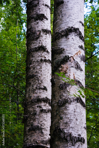 A huge white double birch tree in a coniferous forest against a blue sky. Shallow depth of field. Northern forests, taiga