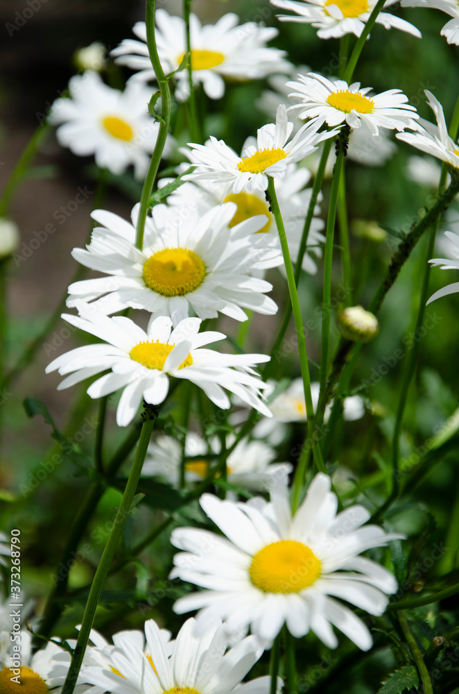 Fototapeta premium Daisies in the garden