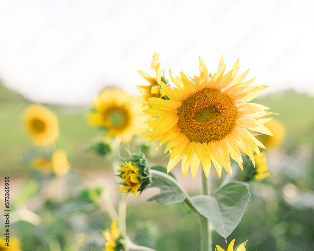 Sunflowers Sunflowers