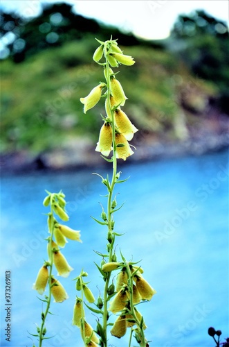 flowers, yelow,