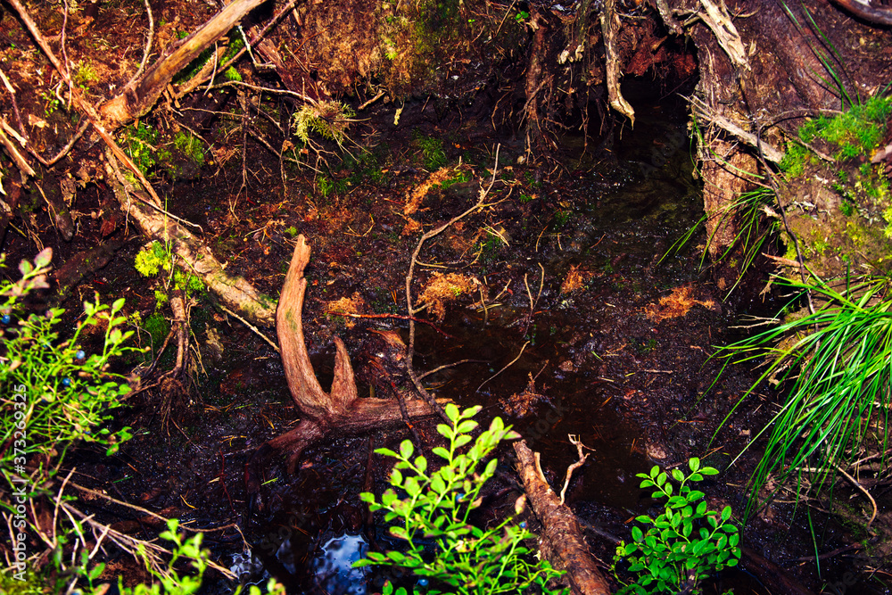 The roots of a huge fallen pine tree in the taiga in a swamp. Bushes with delicious forest blueberries. Dirty swamp water. Northern forests. The roots of a huge fallen pine tree in the taiga in a swamp. Bushes with delicious forest blueberries. Dirty swamp water. Northern forests.