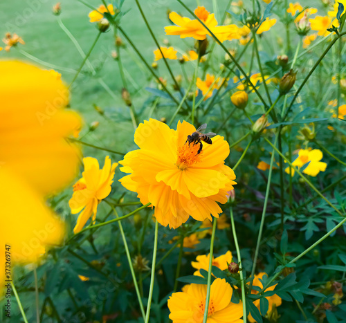 Yellow flowers in the garden.