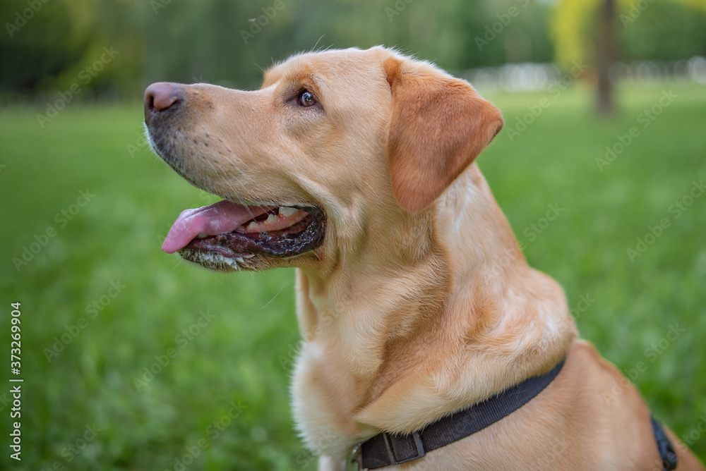 Close-up portrait of a fawn labrador in the park. Close-up portrait of a fawn labrador in the park.