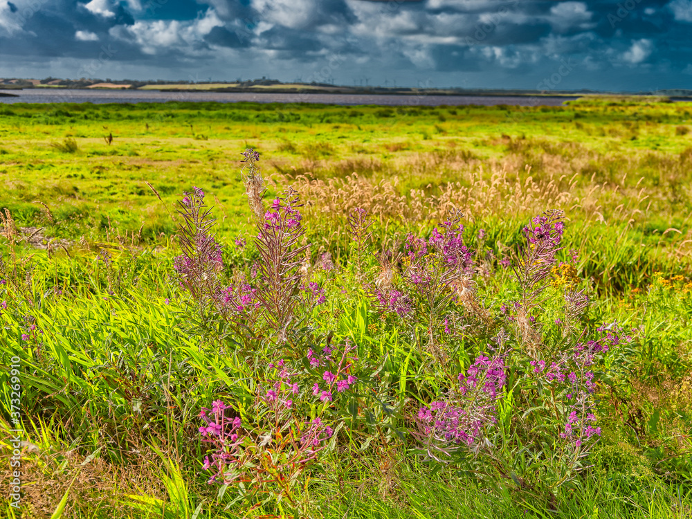 Wild Fireweed plants in the Skjern enge meadows, Denmark