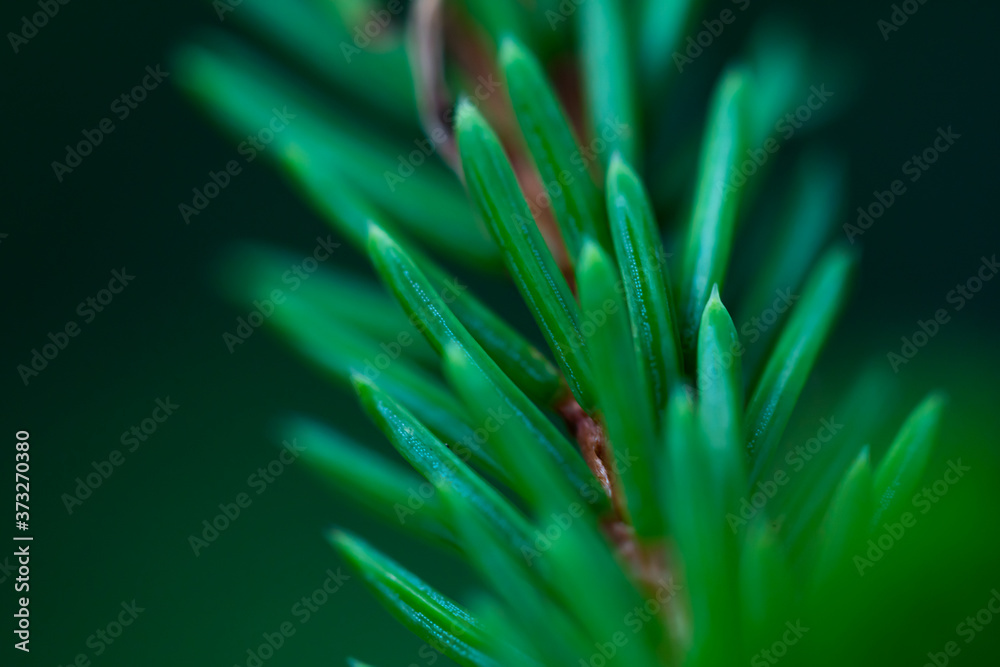Macro floral background. Macro green pine tree needles background. Pine cone and green pine needles. Beautiful macro wallpaper. Soft focus abstract nature pattern. 