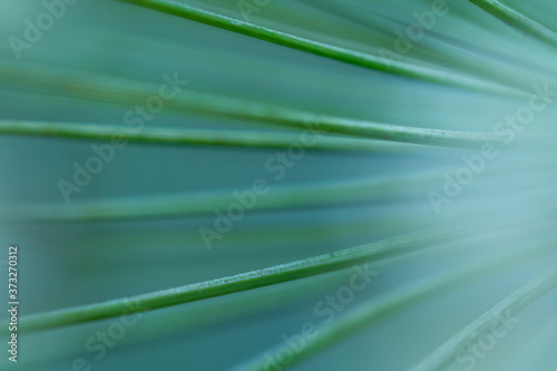 Macro floral background. Macro green pine tree needles background. Pine cone and green pine needles. Beautiful macro wallpaper. Soft focus abstract nature pattern. 