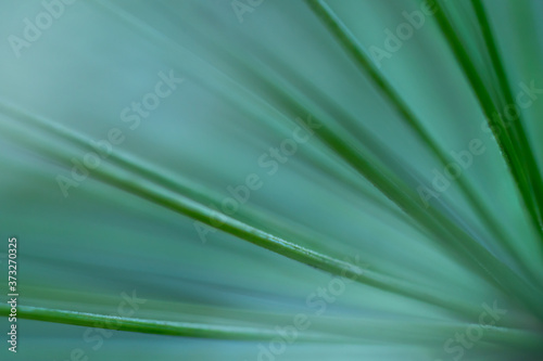 Macro floral background. Macro green pine tree needles background. Pine cone and green pine needles. Beautiful macro wallpaper. Soft focus abstract nature pattern. 