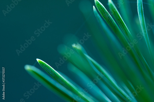 Macro floral background. Macro green pine tree needles background. Pine cone and green pine needles. Beautiful macro wallpaper. Soft focus abstract nature pattern. 