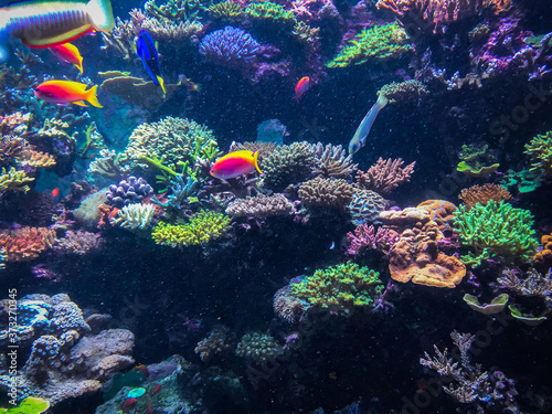 Fototapeta Naklejka Na Ścianę i Meble -  Tropical coral reef and fish.
