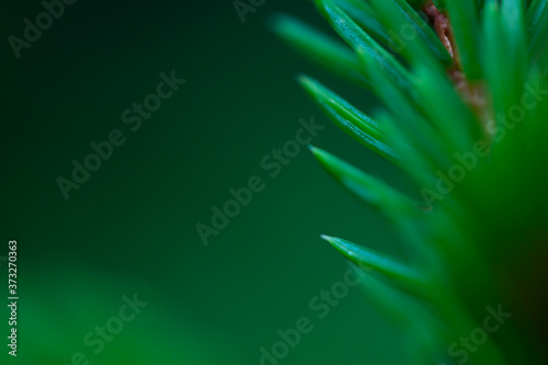 Macro floral background. Macro green pine tree needles background. Pine cone and green pine needles. Beautiful macro wallpaper. Soft focus abstract nature pattern. 