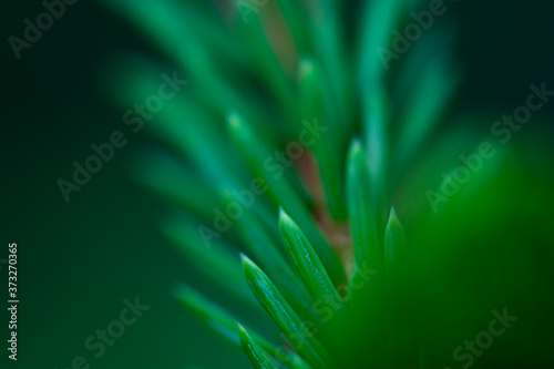 Macro floral background. Macro green pine tree needles background. Pine cone and green pine needles. Beautiful macro wallpaper. Soft focus abstract nature pattern. 