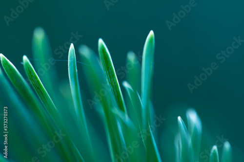 Macro floral background. Macro green pine tree needles background. Pine cone and green pine needles. Beautiful macro wallpaper. Soft focus abstract nature pattern. 