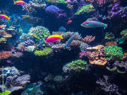 Tropical coral reef and fish.