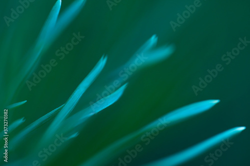 Macro floral background. Macro green pine tree needles background. Pine cone and green pine needles. Beautiful macro wallpaper. Soft focus abstract nature pattern. 