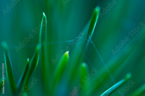 Macro floral background. Macro green pine tree needles background. Pine cone and green pine needles. Beautiful macro wallpaper. Soft focus abstract nature pattern. 