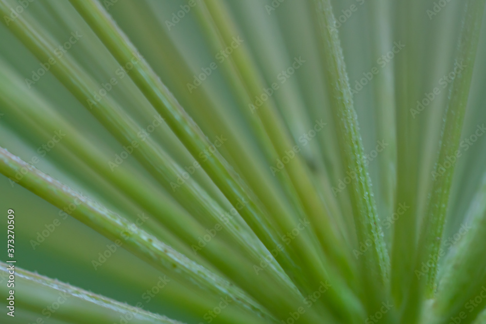 Macro floral background. Macro green pine tree needles background. Pine cone and green pine needles. Beautiful macro wallpaper. Soft focus abstract nature pattern. Macro floral background. Macro green pine tree needles background. Pine cone and green pine needles. Beautiful macro wallpaper. Soft focus abstract nature pattern.