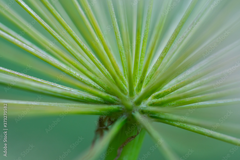 Macro floral background. Macro green pine tree needles background. Pine cone and green pine needles. Beautiful macro wallpaper. Soft focus abstract nature pattern. Macro floral background. Macro green pine tree needles background. Pine cone and green pine needles. Beautiful macro wallpaper. Soft focus abstract nature pattern.