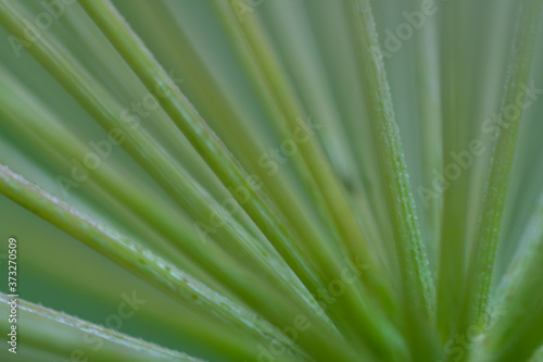 Macro floral background. Macro green pine tree needles background. Pine cone and green pine needles. Beautiful macro wallpaper. Soft focus abstract nature pattern. 