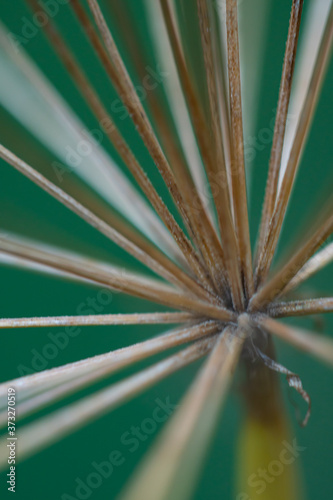 Macro floral background. Macro green pine tree needles background. Pine cone and green pine needles. Beautiful macro wallpaper. Soft focus abstract nature pattern.