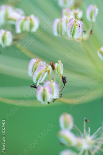 Macro floral background. Macro green pine tree needles background. Pine cone and green pine needles. Beautiful macro wallpaper. Soft focus abstract nature pattern. 