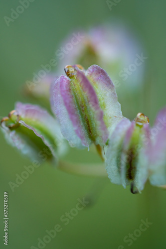 Macro floral background. Macro green pine tree needles background. Pine cone and green pine needles. Beautiful macro wallpaper. Soft focus abstract nature pattern. 