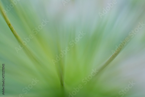 Macro floral background. Macro green pine tree needles background. Pine cone and green pine needles. Beautiful macro wallpaper. Soft focus abstract nature pattern. 
