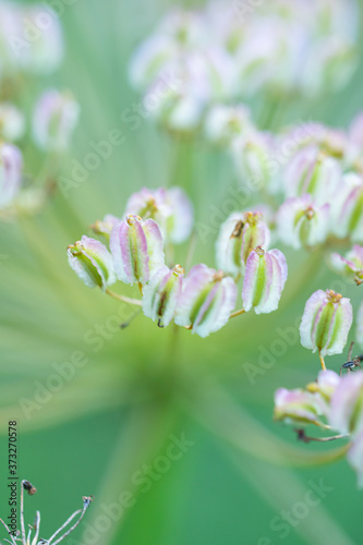 Macro floral background. Macro green pine tree needles background. Pine cone and green pine needles. Beautiful macro wallpaper. Soft focus abstract nature pattern. 